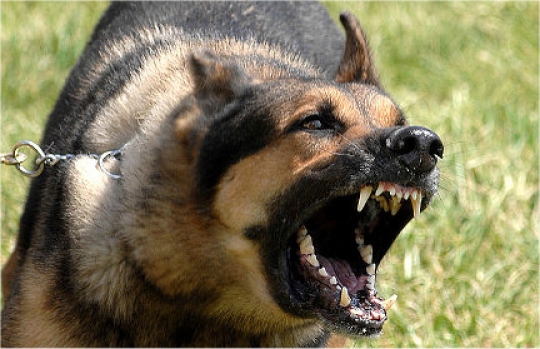 agresywny pies - Josh Plueger - Wikimedia Commons/CC