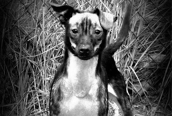 franek pies zabójstwo las marceliński - Fundacja Pomocy Zwierzętom Kundel Bury