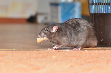 szczur - Fotolia