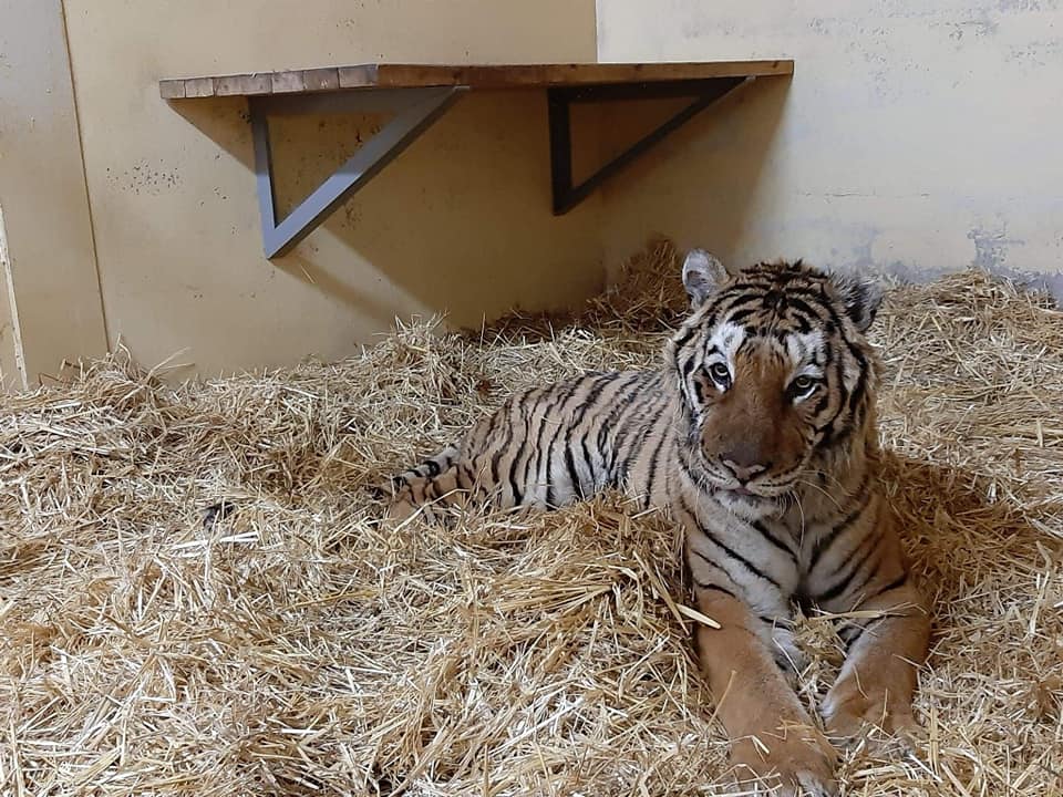 tygrys gogh zoo poznań - ZOO Poznań