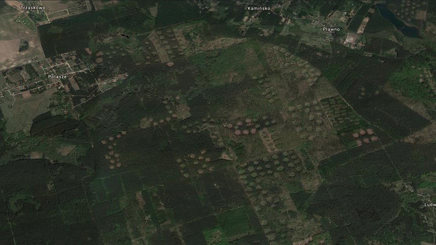 puszcza zielonka wycinka lasu - Google Earth