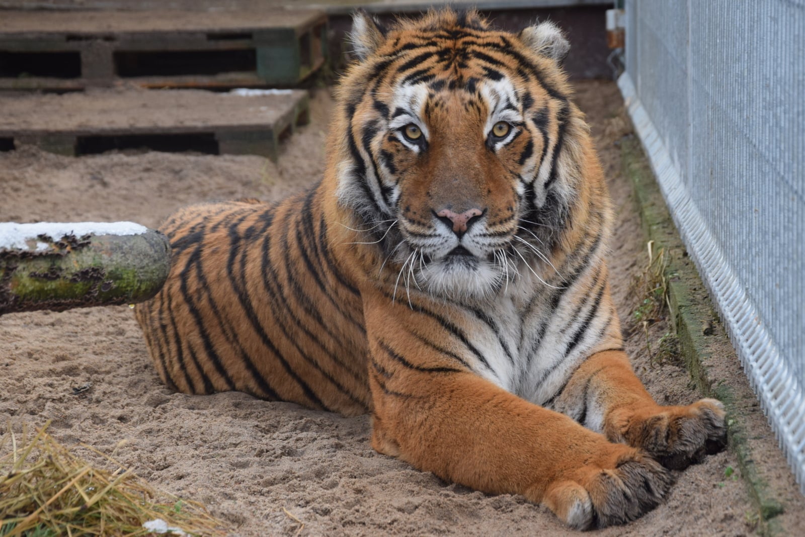 nowy wybieg dla tygrysów zoo poznań - ZOO Poznań