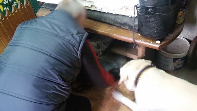 pies narkotykowy - Policja Poznań