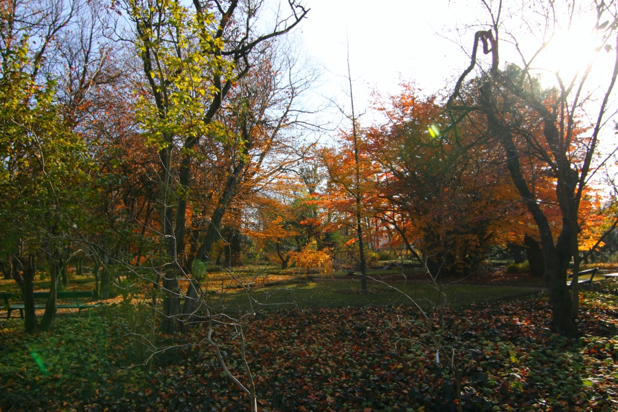 ogród botaniczny jesień - Anna Adamczyk