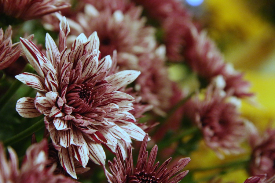 chryzantemy wystawa kwiatów - Justyna Kowalewska