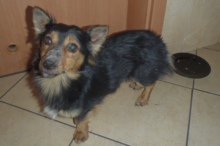 pies uratowany przez strażaków1