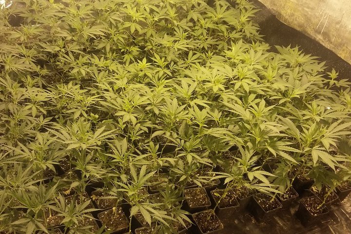 plantacja marihuany-001 - CBŚ Policja