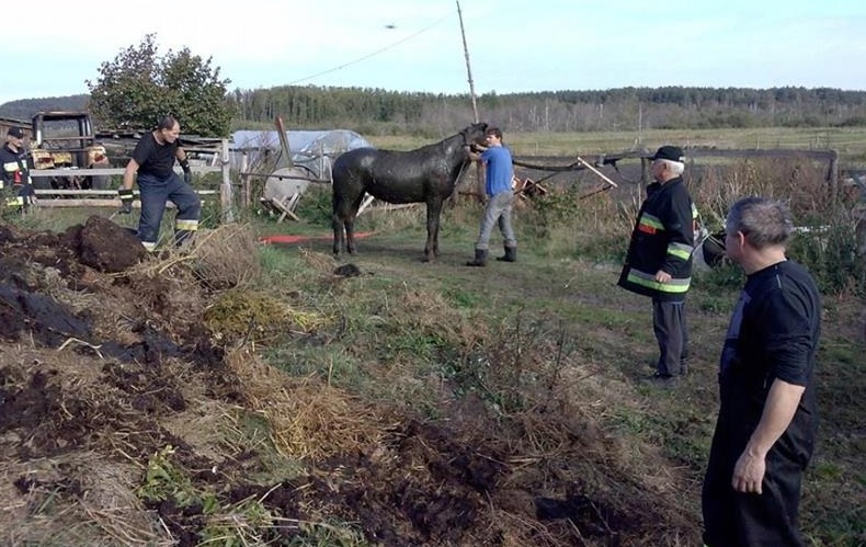 kon wyciągnięty z szamba - OSP Wronki