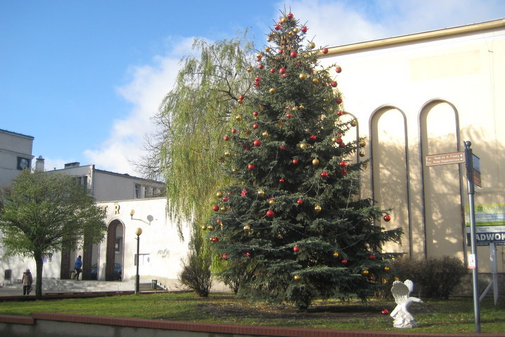 choinki w gnieżnie - Rafał Muniak