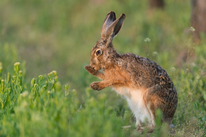zając w trawie zwierzę - Archiwum