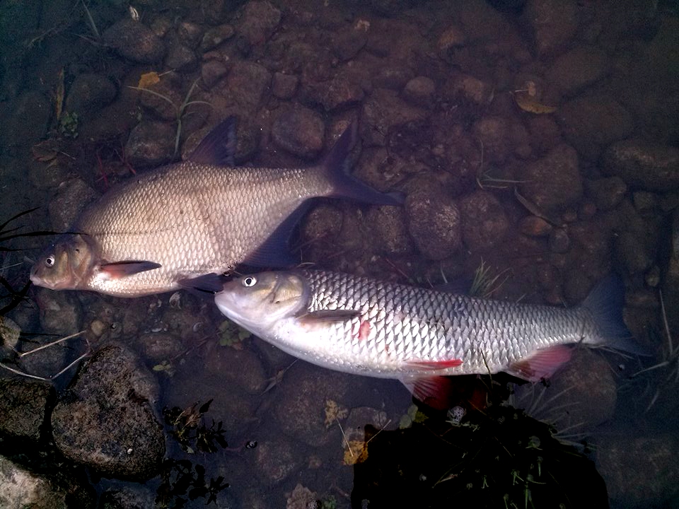 śnięte ryby zartucie rzeki warta - WKS Spin-Ice Szamotuły