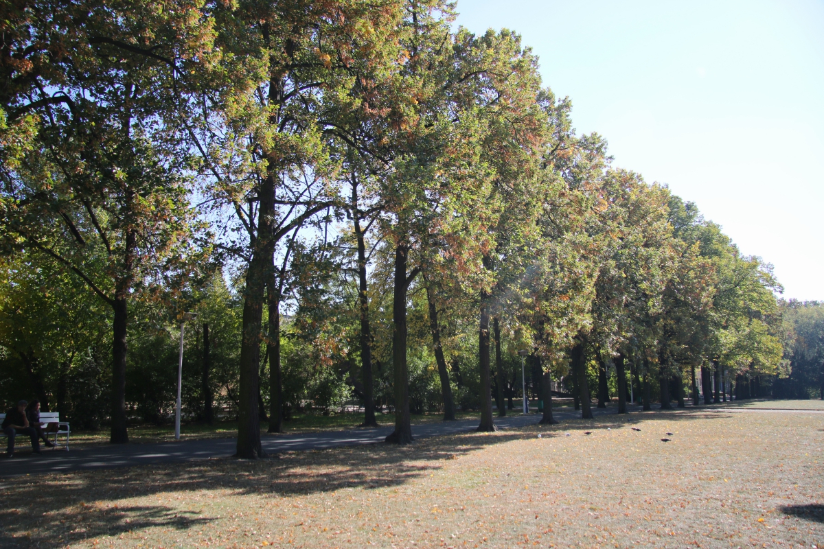 drzewa park sołacki - Marcin Wesołowski
