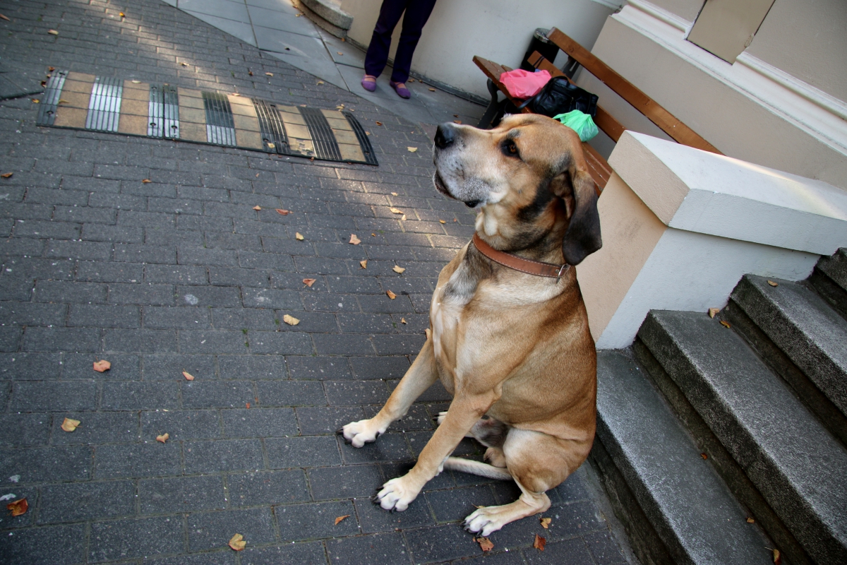 pies  - Marcin Wesołowski