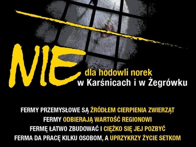 norki nie - Otwarte Klatki