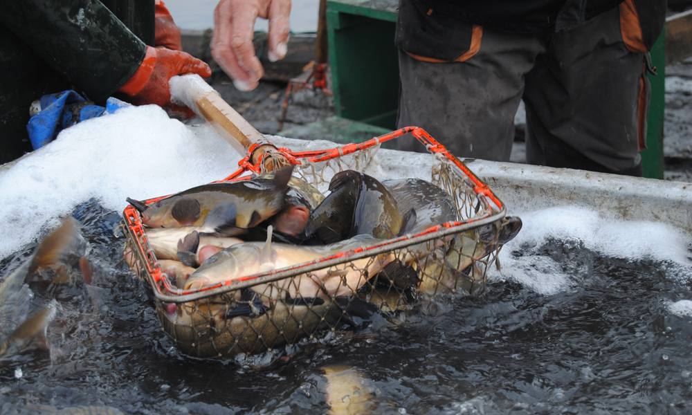 odławianie karpi - Gospodarstwo Rybackie Przygodzice