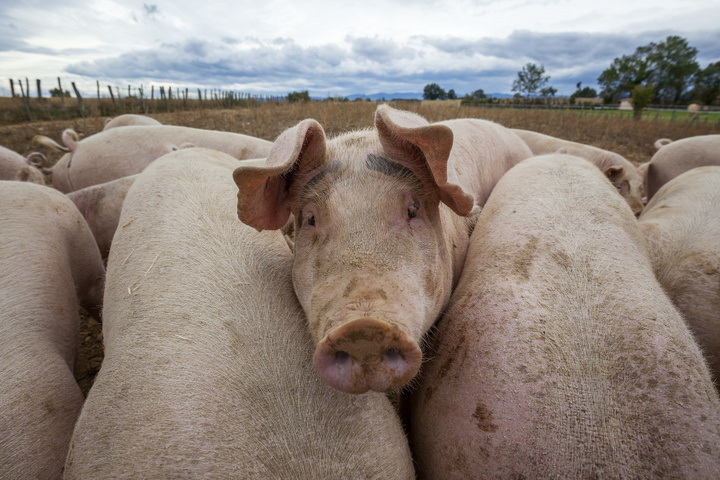 świnie stado trzoda chlewna - Fotolia.pl