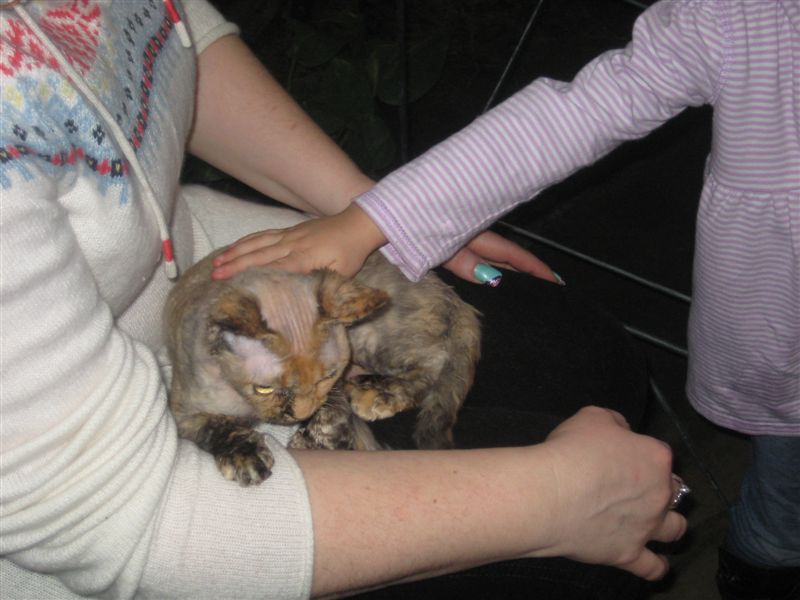 Koty w Palmiarni - Adam Michalkiewicz