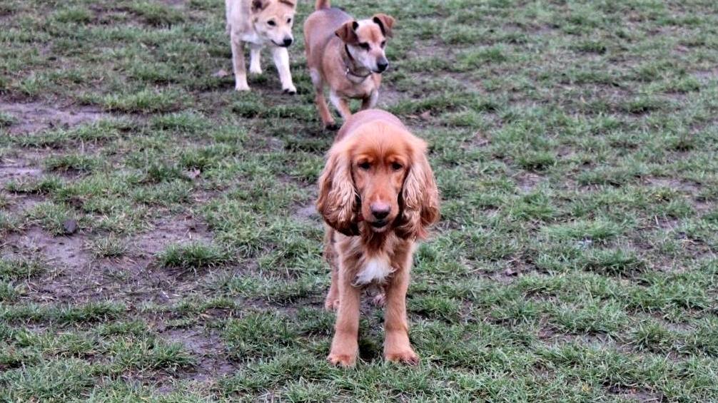 psy biegną na spacer - UMP