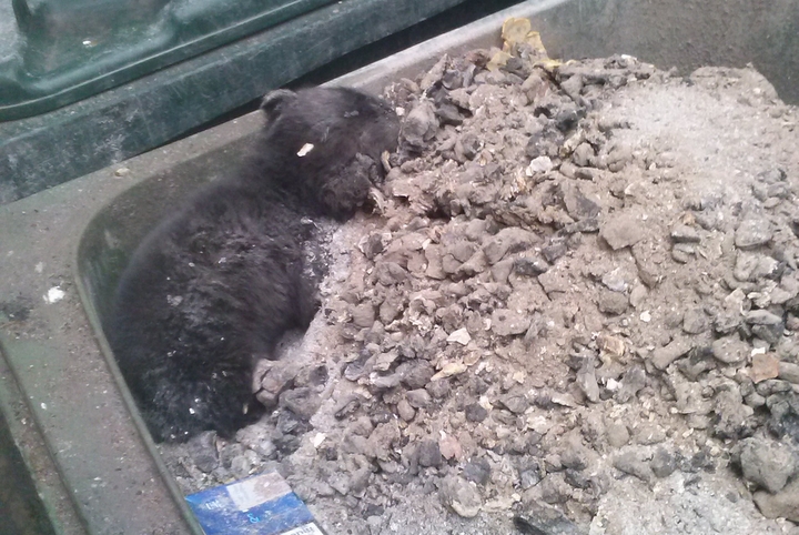 pies w śmietniku - Straż Miejska Gniezno