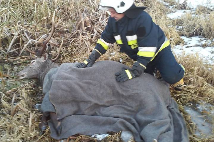 jeleń uratowany przez strażaków - OSP Kaczory