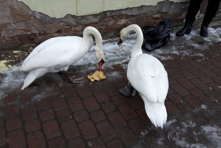 łabędzie na mieście - Iwona Krzyżak