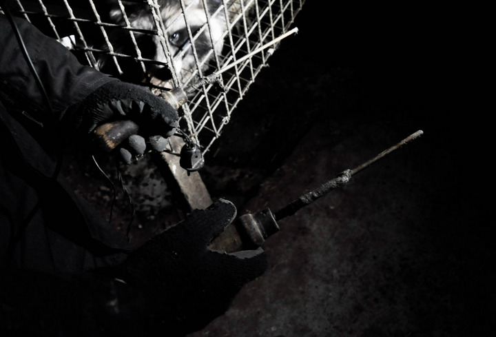 otwarte klatki ferma lisów - Otwarte Klatki