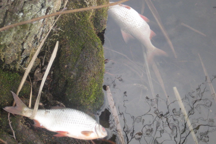 zatrucie ryb na morasku - Jacek Butewski