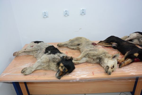 martwe psy - Iwona Krzyżak