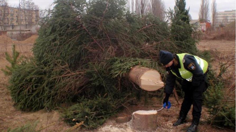 wycięte drzewa podolany - Straż Miejska Poznań
