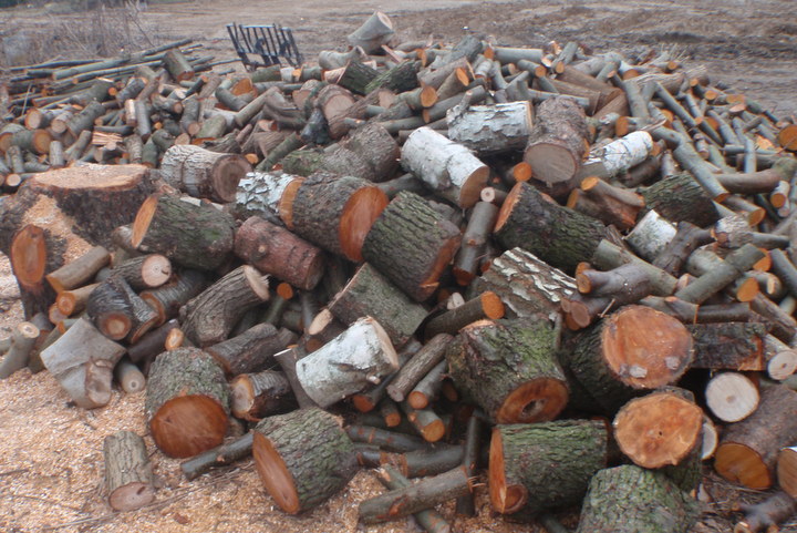 wycinka drzew na podolanach (3) - Straż Miejska Poznań