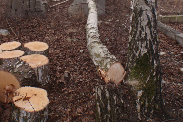 wycinka drzew na podolanach-001 - Straż Miejska Poznań