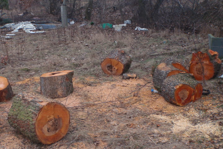 wycinka drzew na podolanach (1) - Straż Miejska Poznań