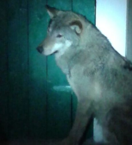 agresywne zwierzę na ulicy - Straż Miejska Miasta Poznania