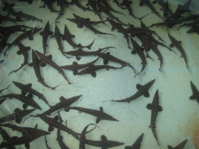 Jesiotry - lokalna grupa rybacka - Wiesława Pinkowska