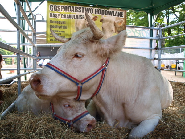 krowy z namiotu cyrkowego - Benedykt Bochyński