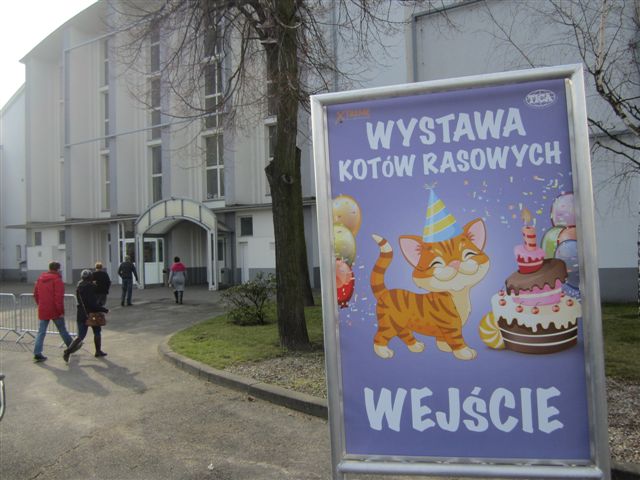 koty 6 - Magdalena Konieczna