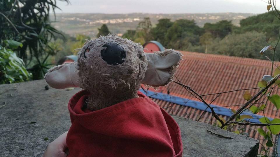 pies podróżnik pocker - Pocker Polish DogTrotter