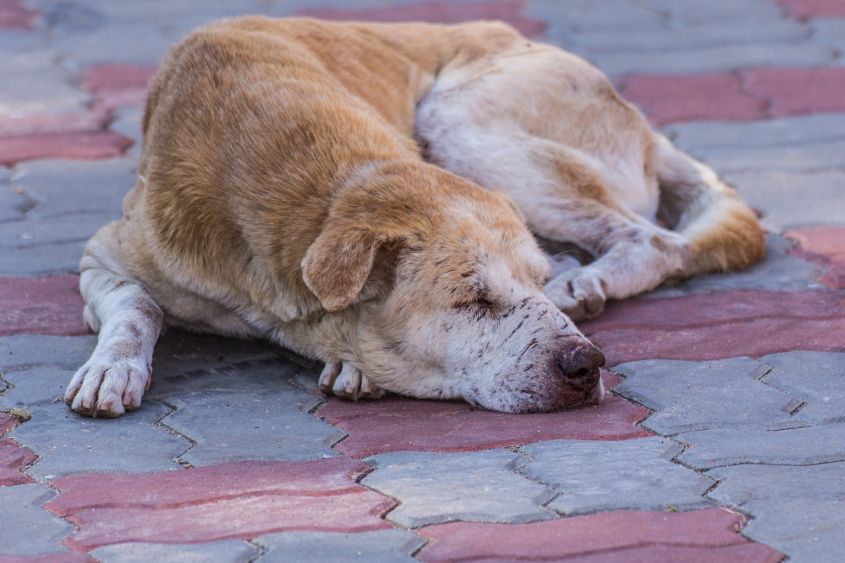 stary pies kundel - Marcin Wesołowski