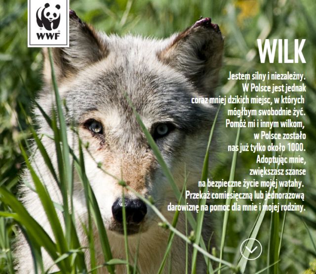 wilki wwf - www.pomagam.wwf.pl/wilk