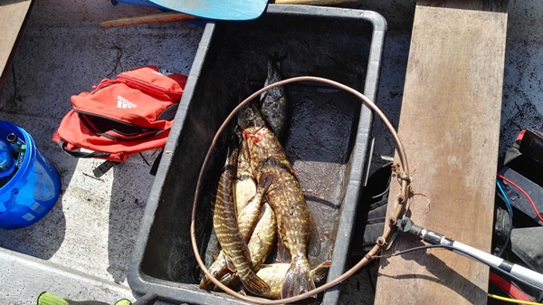 klusownicy rybni z okonka - Policja Złotów