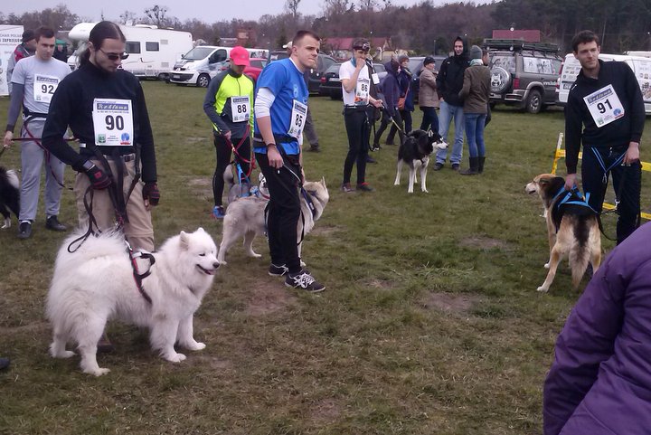 psie zaprzęgi koźle - Andrzej Ciborski