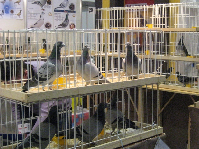 Olimpiada gołębi pocztowych na MTP - Magda Konieczna