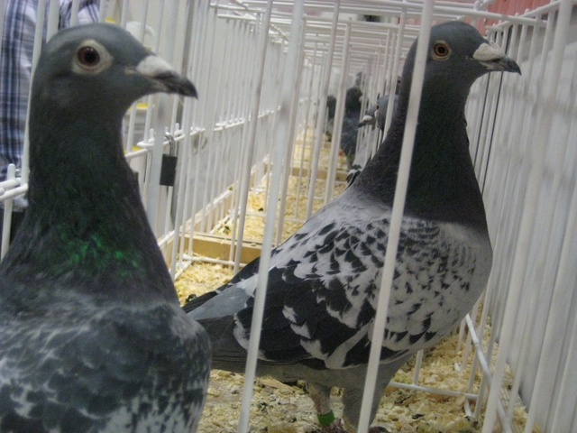 Olimpiada gołębi pocztowych na MTP - Magda Konieczna