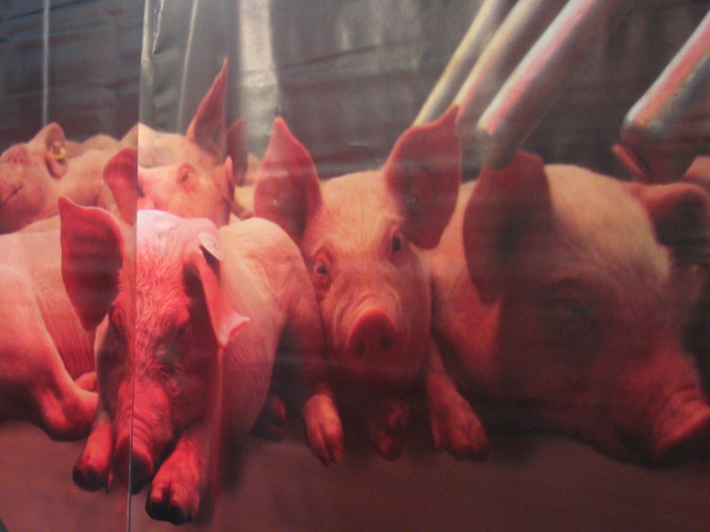 Targi Świń - Wojciech Chmielewski