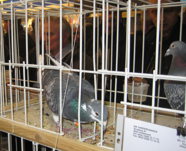 wystawa gołębi olimpiada Poznań 8 - Jacek Butlewski