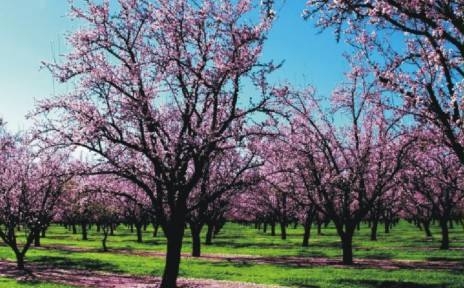 sad konin - Koniński Budżet Obywatelski