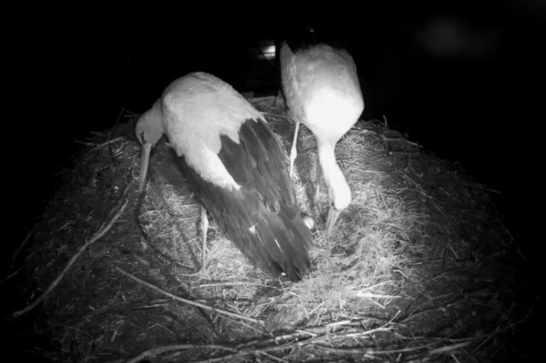 bociany w gnieźnie z jajem - www.bociany.ec.pl