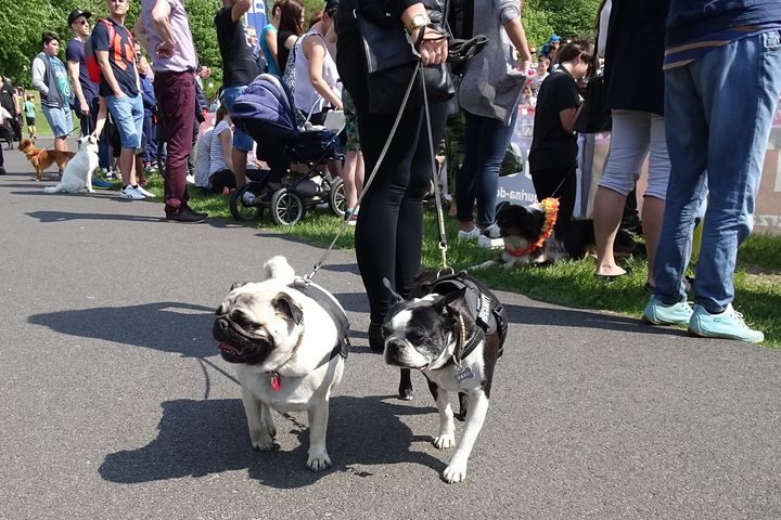 latające psy 2016 sobota (3) - Szymon Mazur