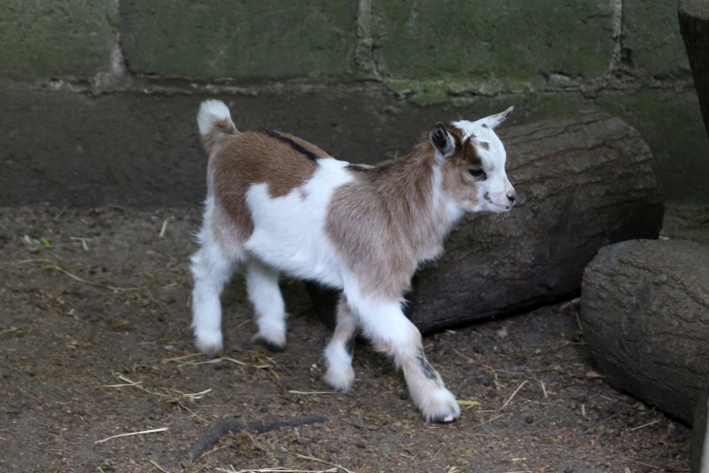 koza koziołek Tadzik - Anna Adamczyk