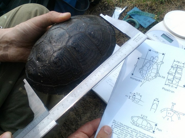 Borys Kala/Salamandra